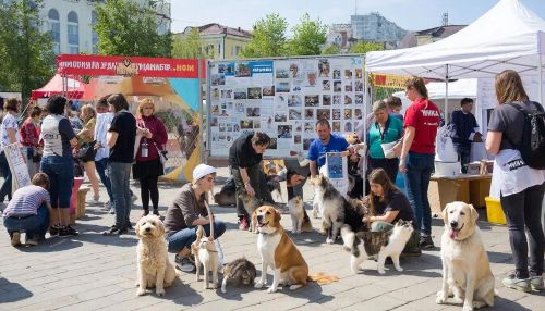 Хусанта килсӗр йыт-кушаксене пулăшас тӗллевпе фестиваль пулать