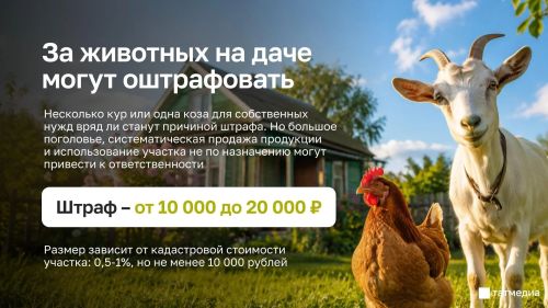 Чăхпа качака тытнăшăн штраф тӳлеттереççӗ?!