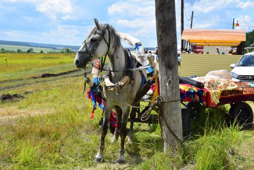 Анат Чакă