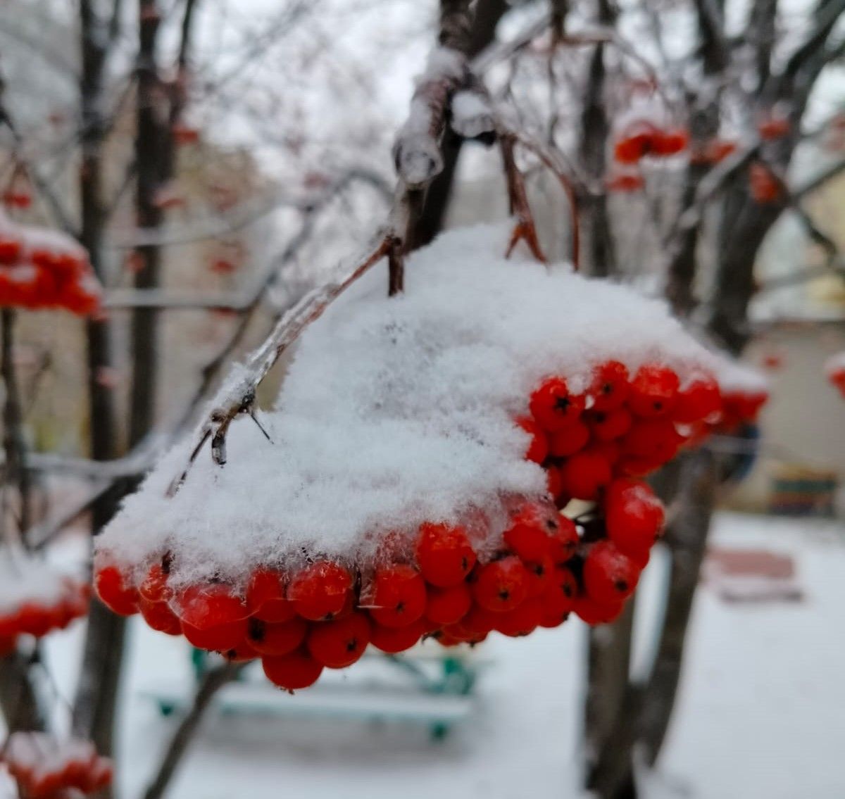 Эрнелӗх гороскоп