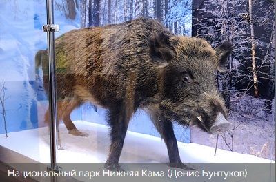 Тутарстанра сыснасен африка мурне пула хир сыснисен шутне 800 пуç кăна хăварнă