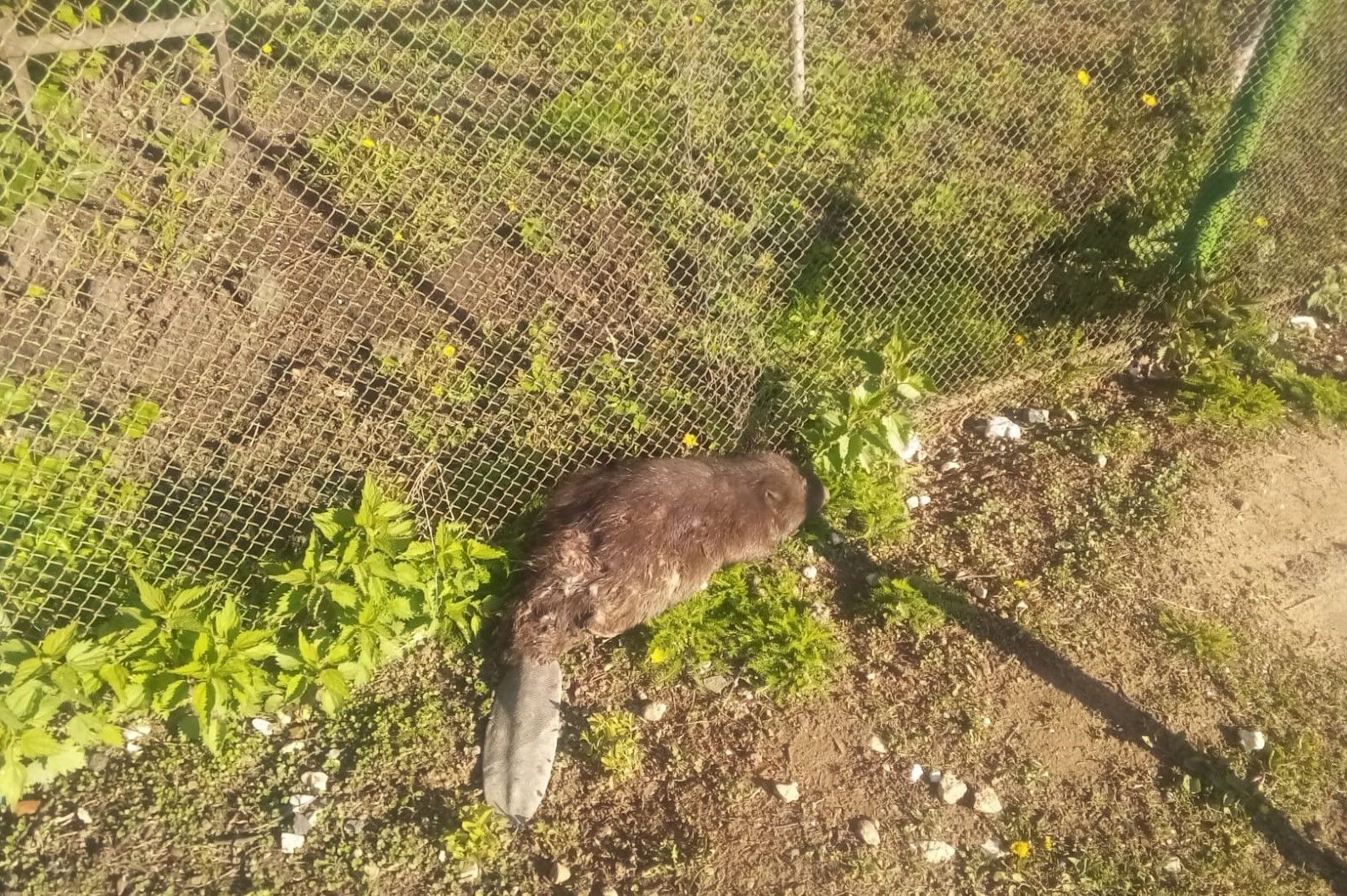 Спас районӗнче хăнтăра çăлнă