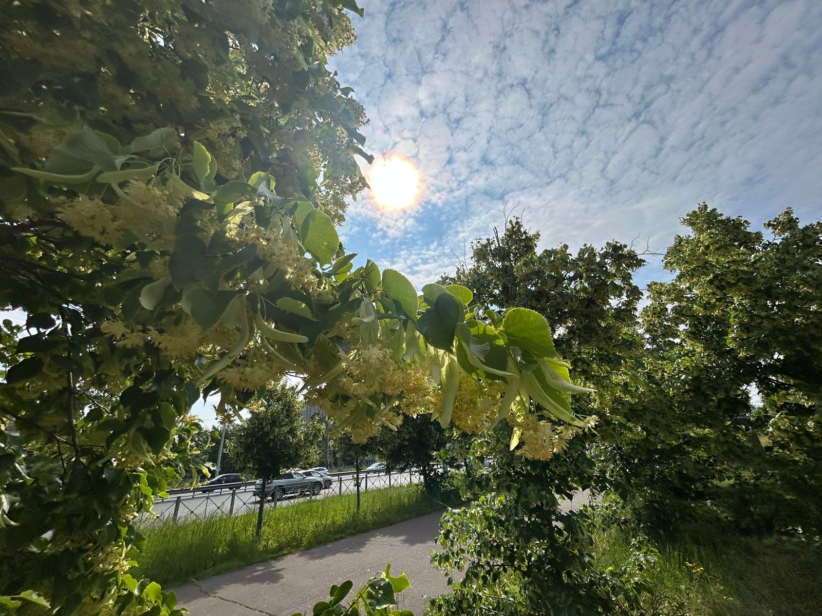 Халăх сăнанинчен