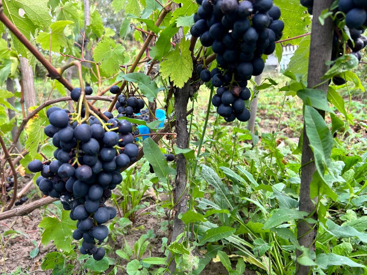 Эрне кӗркунне алăкне уçать