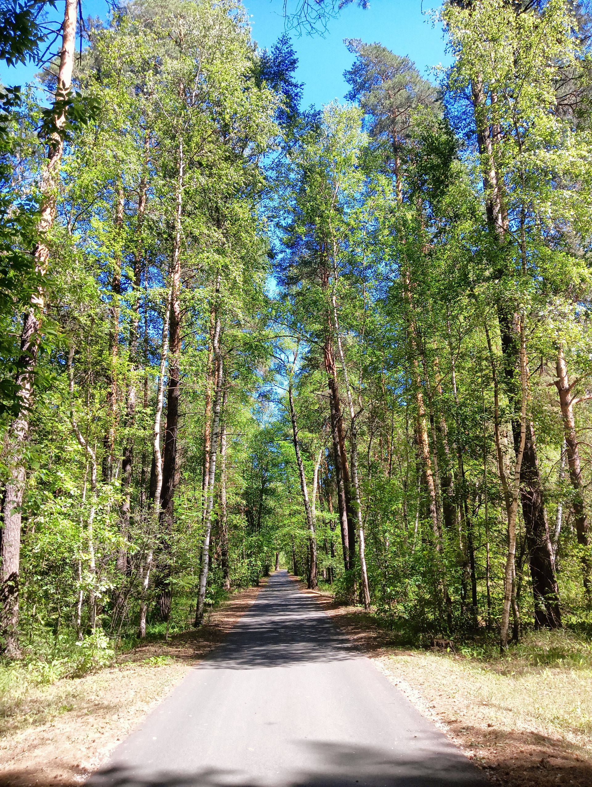 Вăрмана кӗме юрамасть