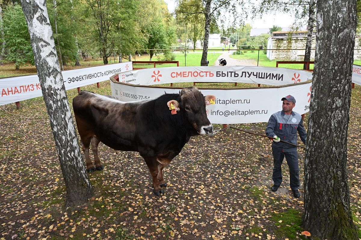 Çӳлту районӗнче сăвăм та ӳсет, кӗтӳ те пысăк