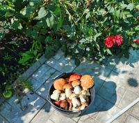 Кăмпа валли маринад