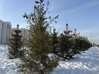 Тахçанхи ӗмӗтсене пурнӑçа кӗртме вӑхӑт çитнӗ