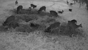 Нурлатра хир качакисем апатланма килеççӗ