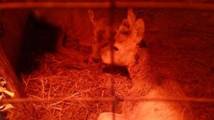 Кайпăçра пăр айне кайнă икӗ хир качакине çăлнă