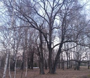 Пушар хăрушлăхӗ пысăк –  вăрмана кӗртмеççӗ