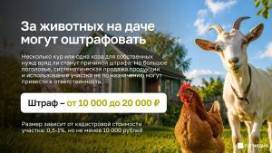 Чăхпа качака тытнăшăн штраф тӳлеттереççӗ?!