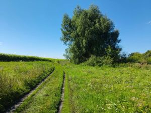 Паян япала улăштарма юрамасть