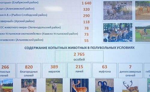 «Хузангаевский» хуҫалӑхра зубрпа бизон гибридне ӗрчетеҫҫӗ