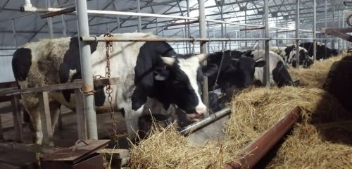 Пушмак пăру туяннă тăкака саплаштараççӗ