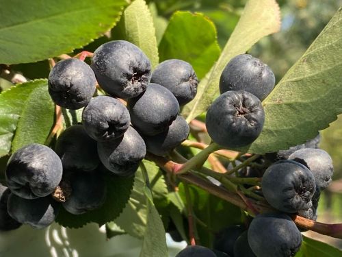 Виçӗ сăлтава пула çӳхелес текенсене ӗмӗтне пурнăçлама çăмăл мар теççӗ тухтăрсем