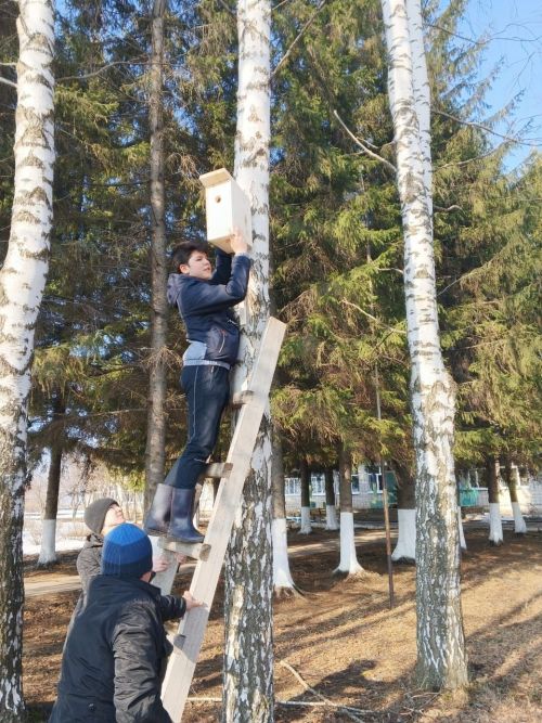 Аксу районӗнчи Емелькино шкулӗнче вӗренекенсем кашни çул вăрман хуçалăхне пулăшаççӗ – шăнкăрч йăвисем туса параççӗ