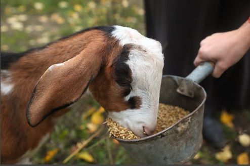Тутарстанра мăйăр тутиллӗ сӗт паракан качакасене ӗрчетеççӗ