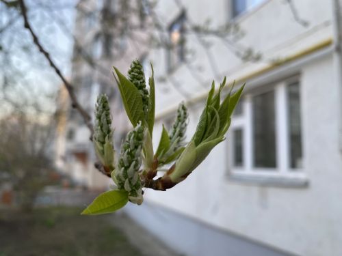 Шăрчăк юрлать-тӗк, уй-хирте ӗç пуçлама вăхăт