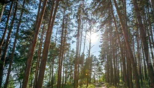 21 кун хушши вăрмана кӗме юрамасть
