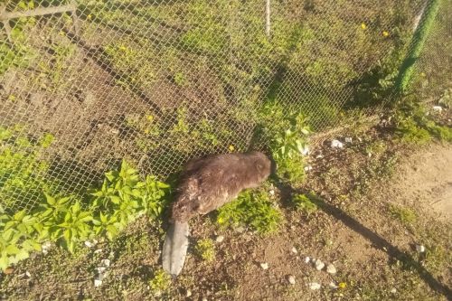 Спас районӗнче хăнтăра çăлнă