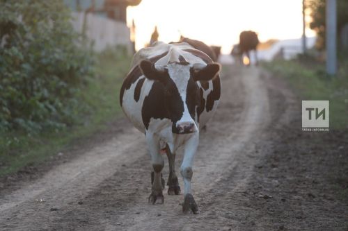 Ӗне тытнăшăн субсиди илме заявкăна июнӗн 14-мӗшӗччен памалла