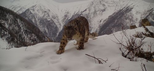 Тывара ирбис тытнă выльăх вырăнне хуçалăха выльăх параççӗ