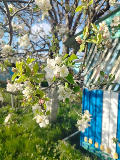 Главные заботы садовода в мае