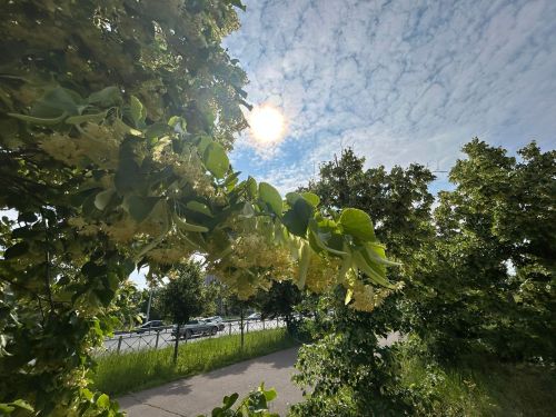 Халăх сăнанинчен