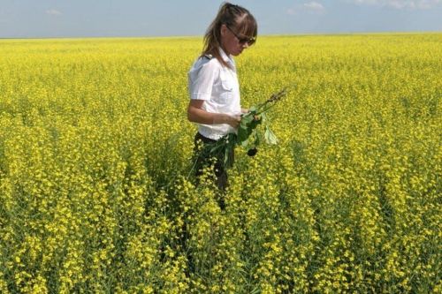 Борьба с вредителями ярового рапса: рекомендации Россельхозцентра Татарстана