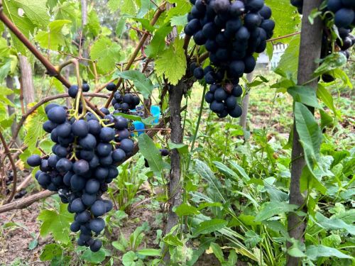 Эрне кӗркунне алăкне уçать
