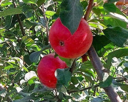 Кун уяр та ăшă – кӗркунне вăраха тăсăлать