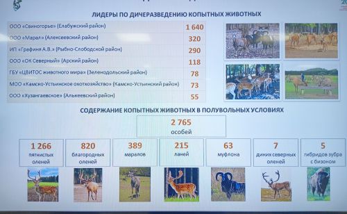 «Хузангаевский» хуҫалӑхра зубрпа бизон гибридне ӗрчетеҫҫӗ