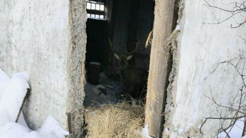 Çынсем марала çитерсе тăраççӗ