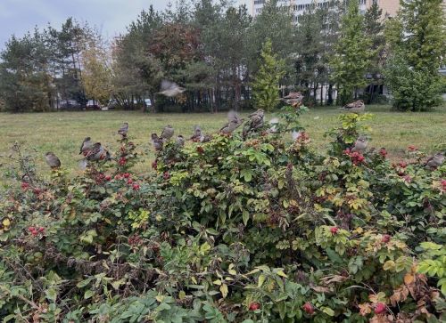 Тутарстанра 6948 çерçи пурăнать