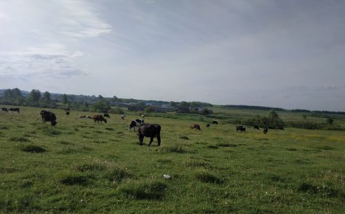 Тутарстан территорине чир кӗртес мар тесе урăх регионтан выльăх кӳме чарнă