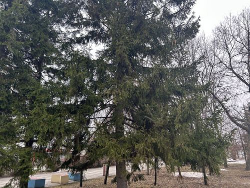 Каçпа ăшă-тăк – çуркунне те ăшă пулать
