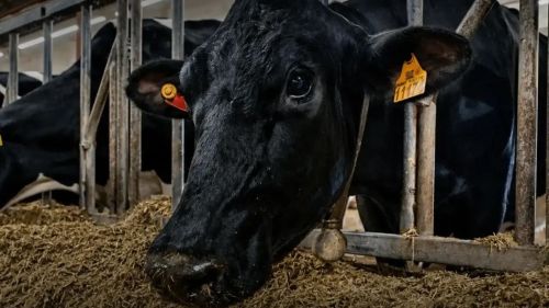 «Август-Муслюм» агрофирмăн Эстерӗ Раççейӗн чи нумай сӗт паракан 10 ӗни йышне кӗнӗ