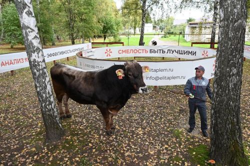 Çӳлту районӗнче сăвăм та ӳсет, кӗтӳ те пысăк