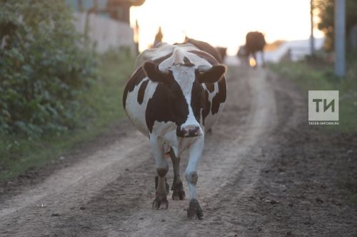 Килти  выльăхшăн субсиди валли заявкăсене сентябрӗн 23-мӗшӗнчен йышăнаççӗ