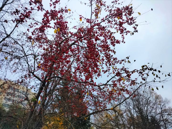 Эрнелӗх  гороскоп