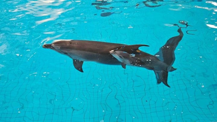 Тутарстанра дельфин çури çуралнă