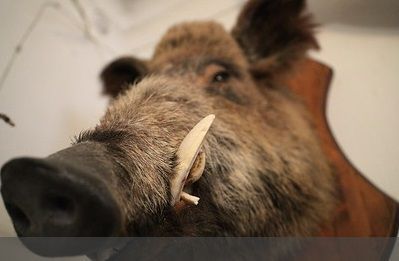 Тутарстанра сыснасен африка мурне пула хир сыснисен шутне 800 пуç кăна хăварнă