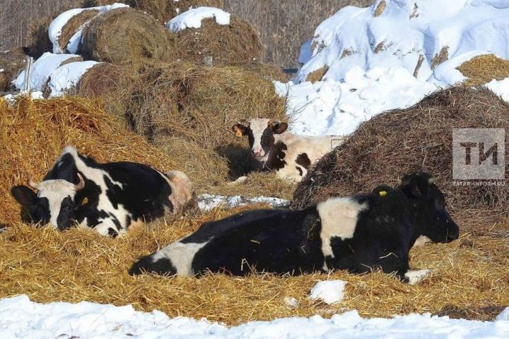 Улталаса укçа илнӗ