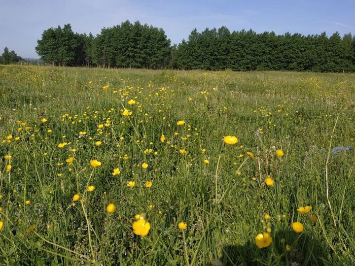 Вăрăмтунапа сăвăс çӗнӗ вируссем сарасса кӗтмелле