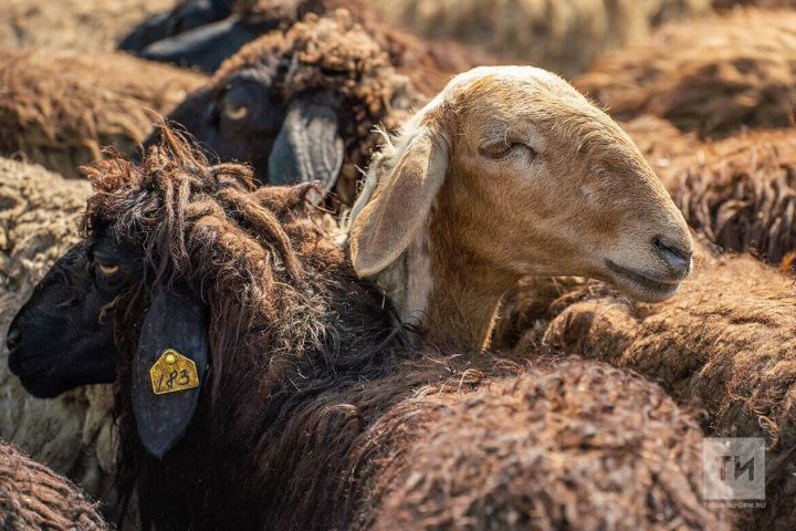 Ял-ял тăрăх сутса çӳрекенсенчен выльăх ан туян