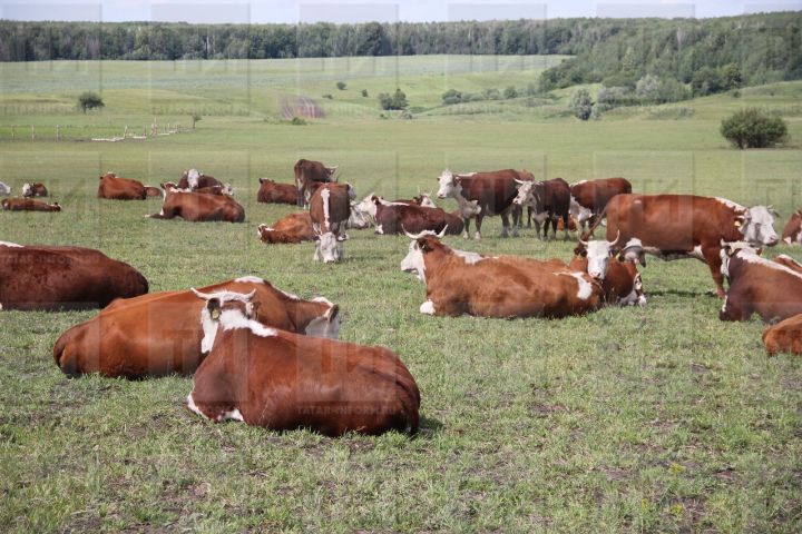 Из-за бруцеллеза в республике уничтожено 6,4 тысяч голов крупного рогатого скота