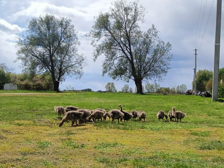 Грант валли заявкăсем йышăнаççӗ