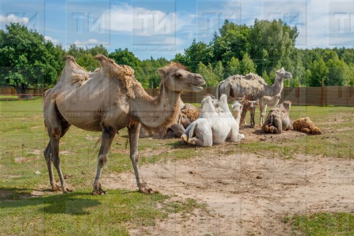 В Татарстане появился верблюжий «дом престарелых»