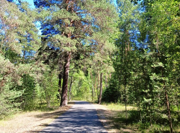 Вăрмана çуран та, машинăпа та кӗме юрамасть